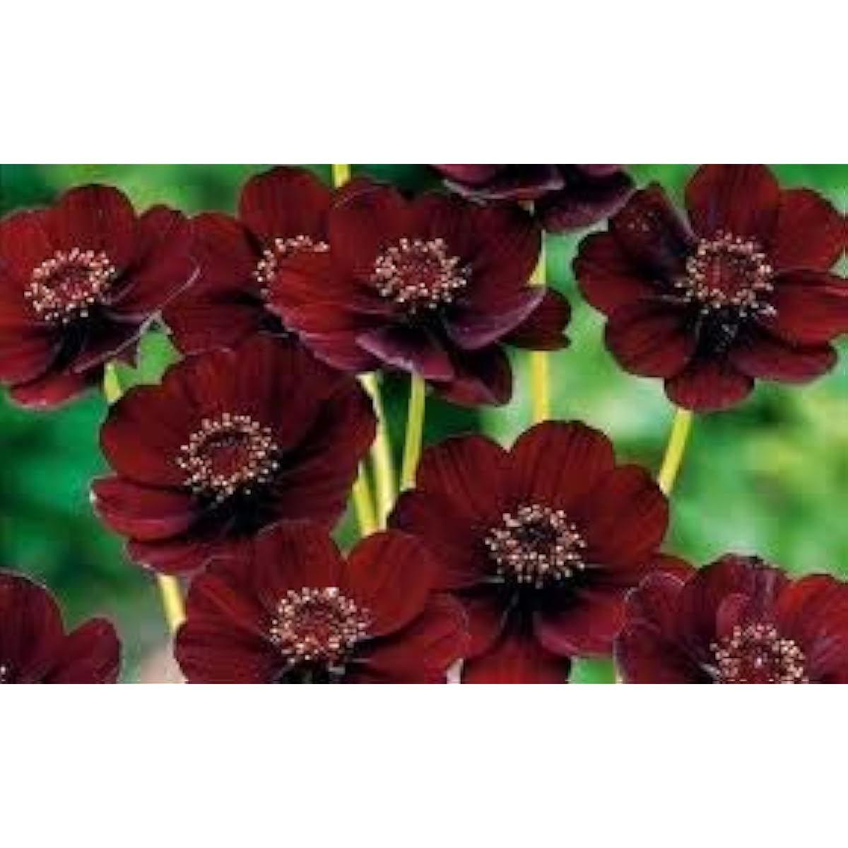 Chocolate Cosmos Flower Seeds up to 50%