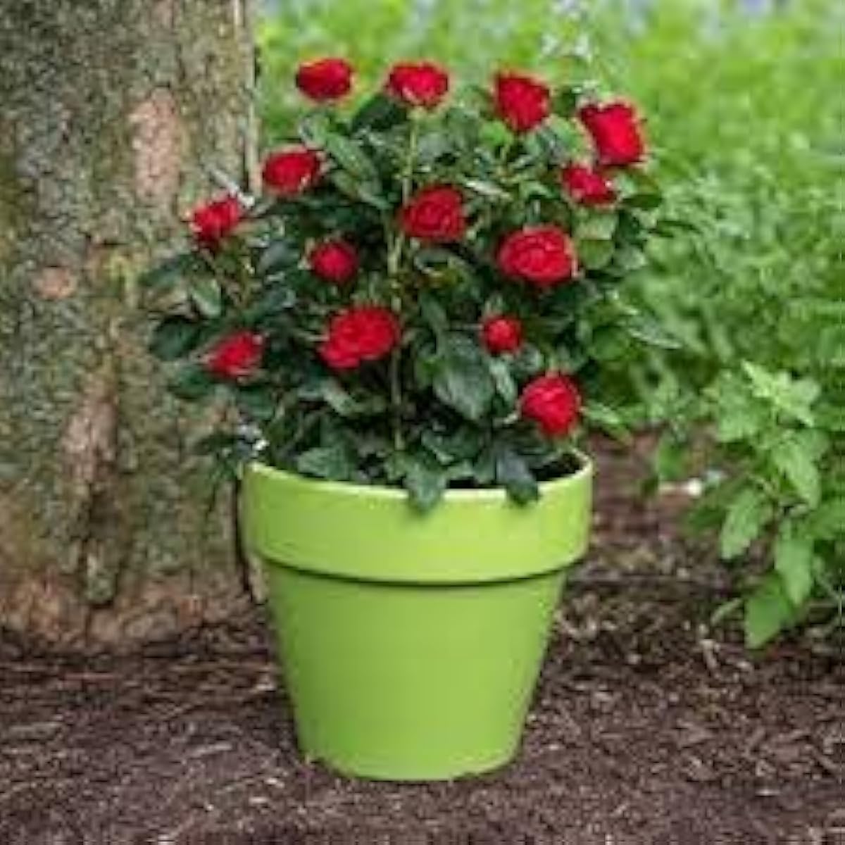 Red Miniature Rose Seeds up to 50%