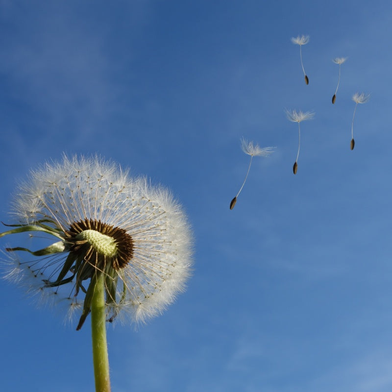 Dandelion Seeds up to 50%