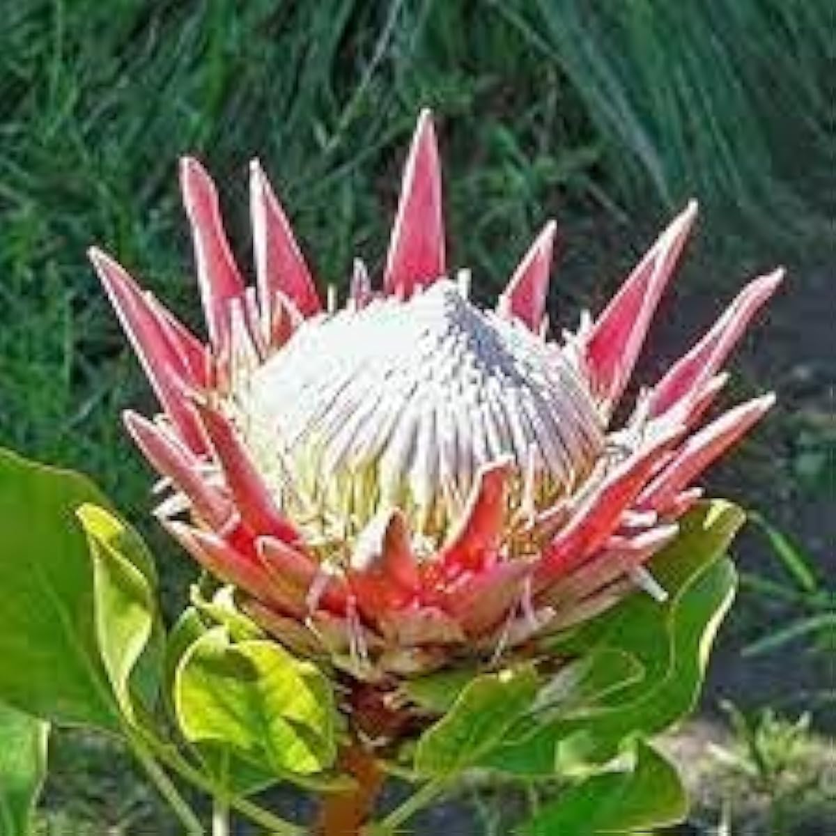 Protea Cynaroides Seeds up to 50%