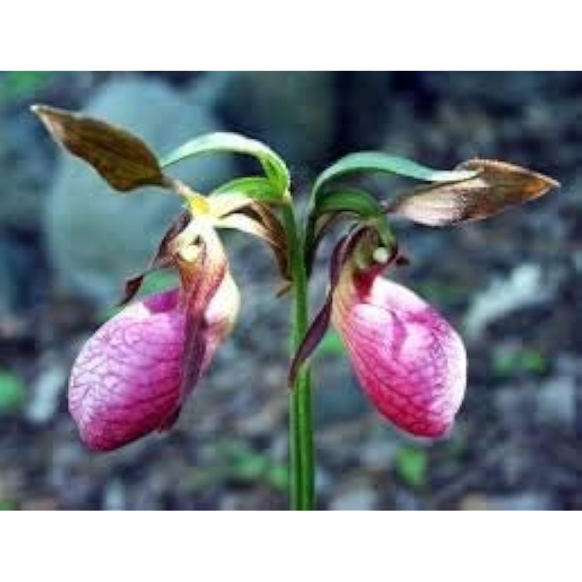 Pink Lady's Slipper Seeds – up to 50%
