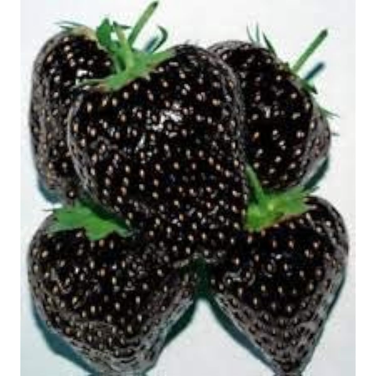 Black Strawberry Seeds up to 50%