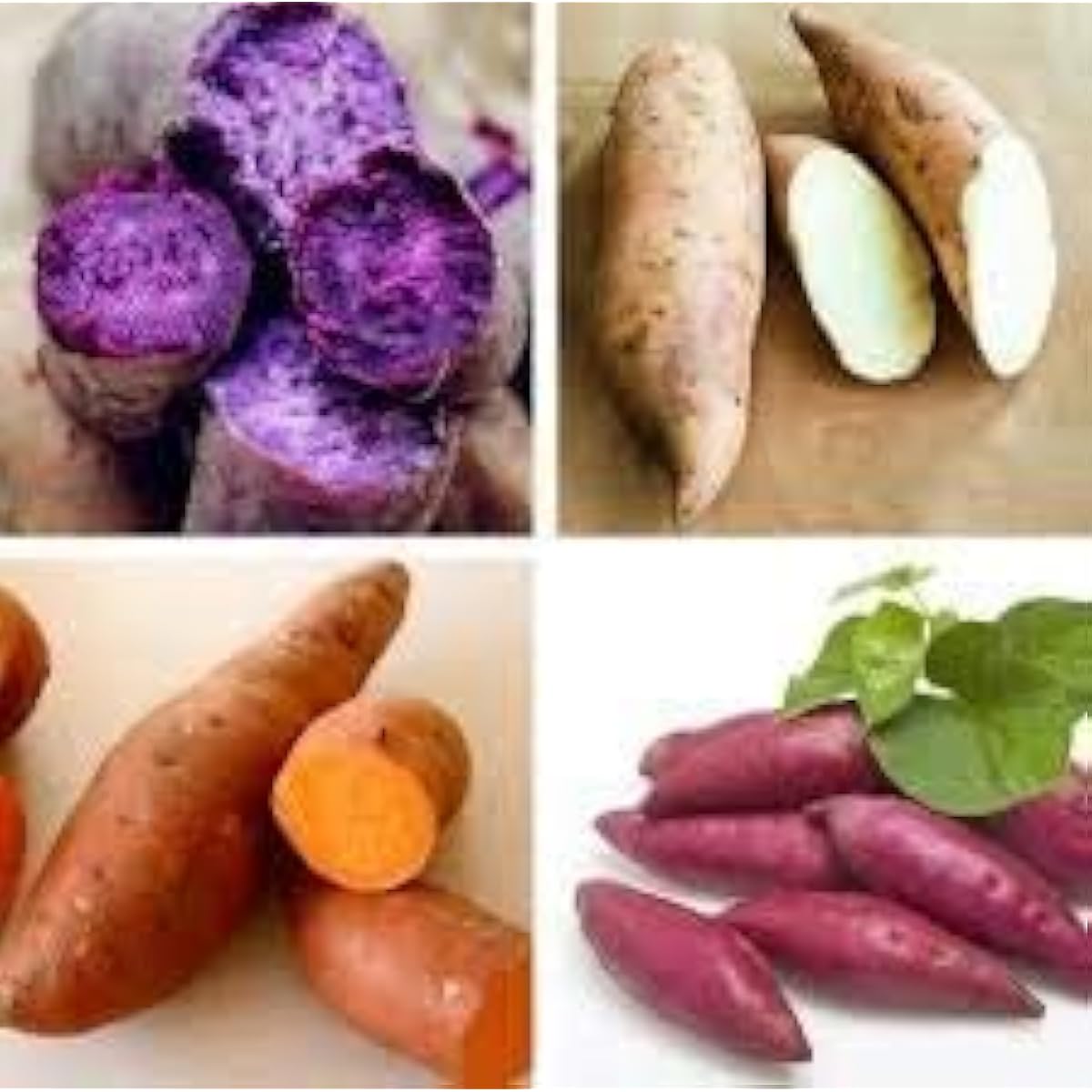 White Sweet Potato Seeds up to 50%
