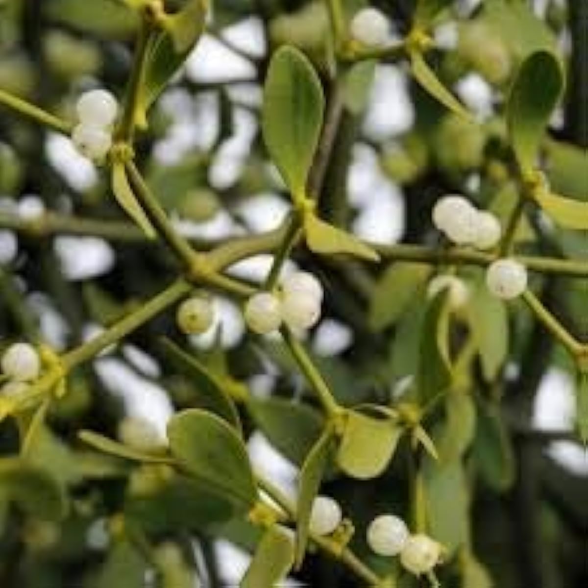 White Mistletoe Seeds up to 50%