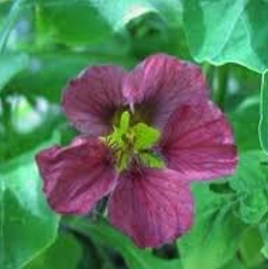 Purple Nasturtium Seeds up to 50%