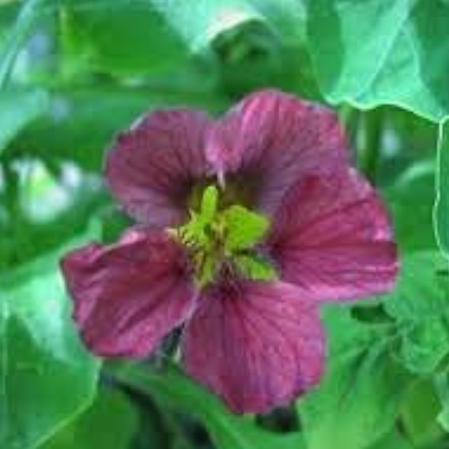 Purple Nasturtium Seeds up to 50%