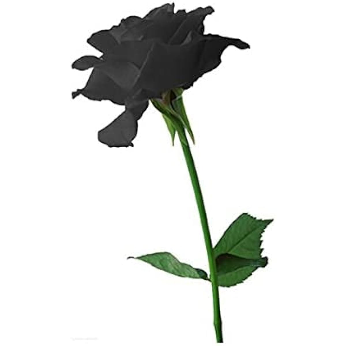Black Rose Flower Seeds up to 50%