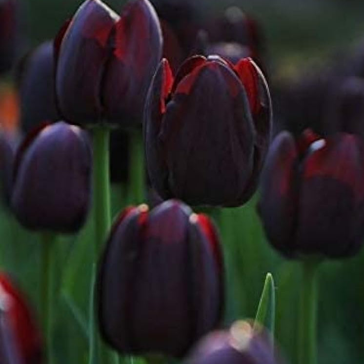 Black Tulip Flower Seeds up to 50%