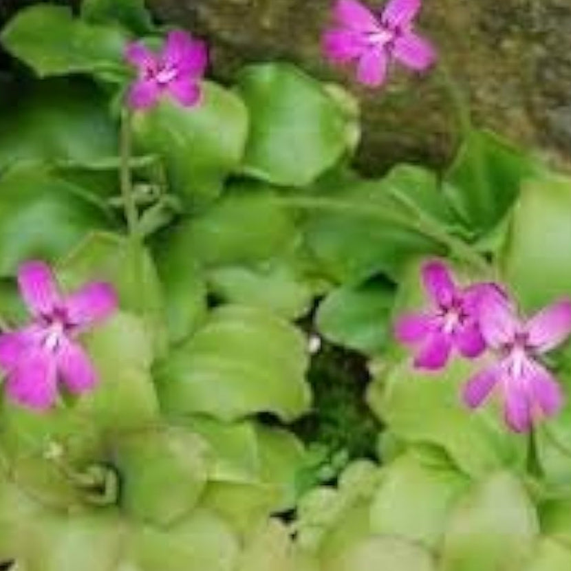 Purple Butterwort Seeds up to 50%