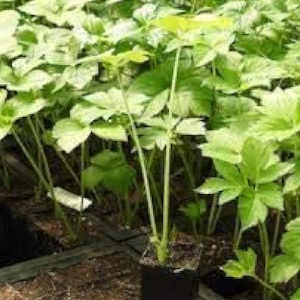 Angelica Keiskei Plant Seeds up to 50%