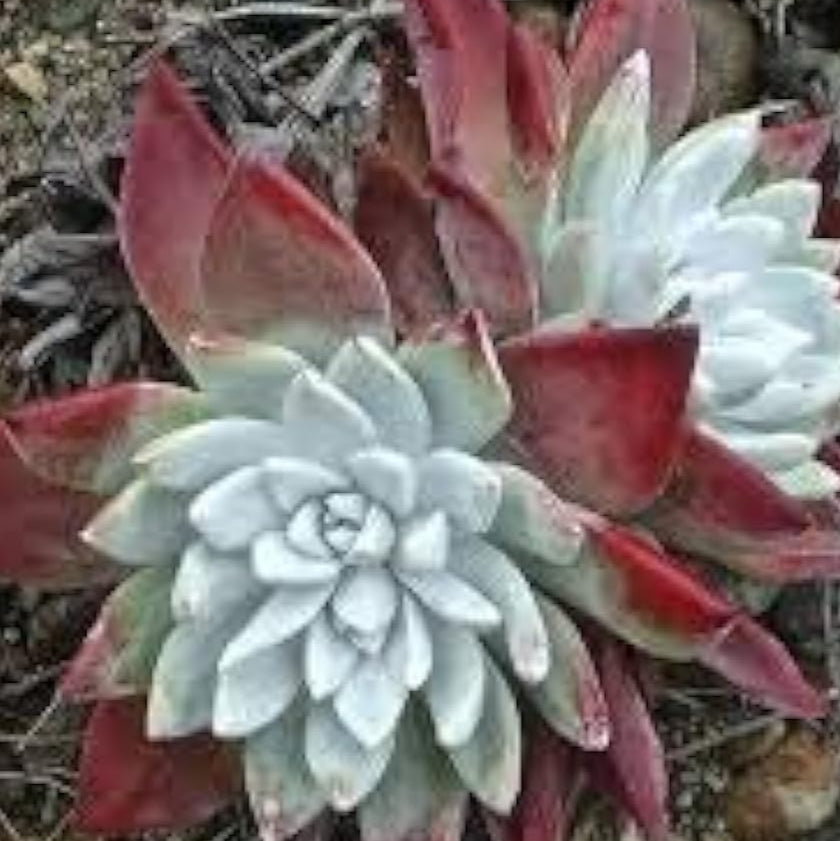 Dudleya Farinosa Plant Seeds up to 50%