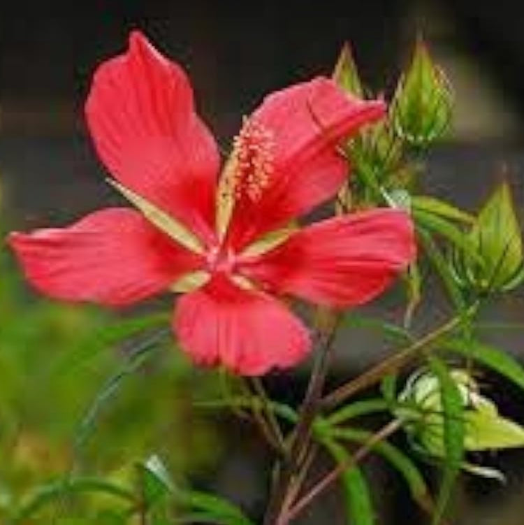 Scarlet Rose Mallow Hibiscus Flower Seeds– up to 50%