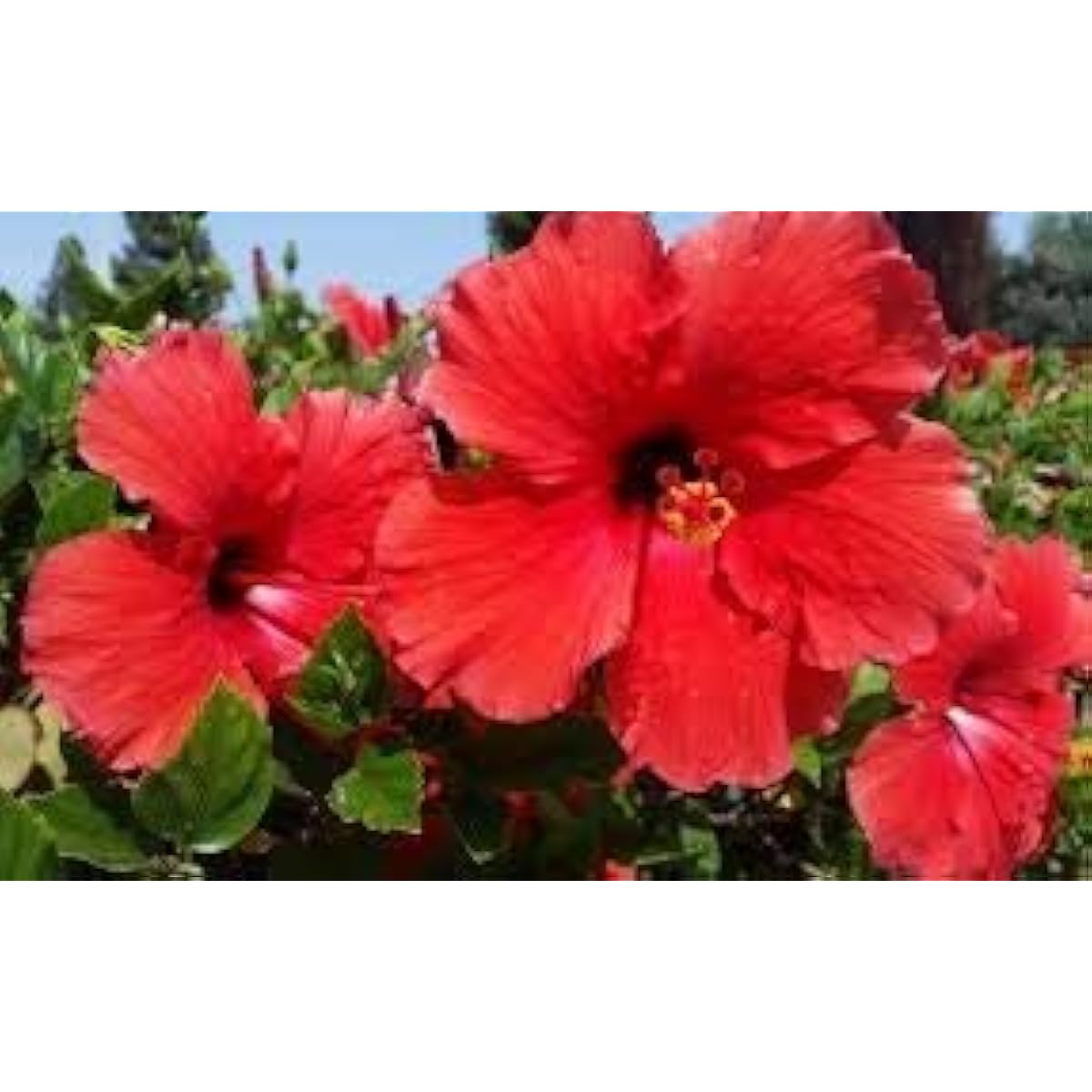 Centaurea Hibiscus Seeds ¨C up to 50%