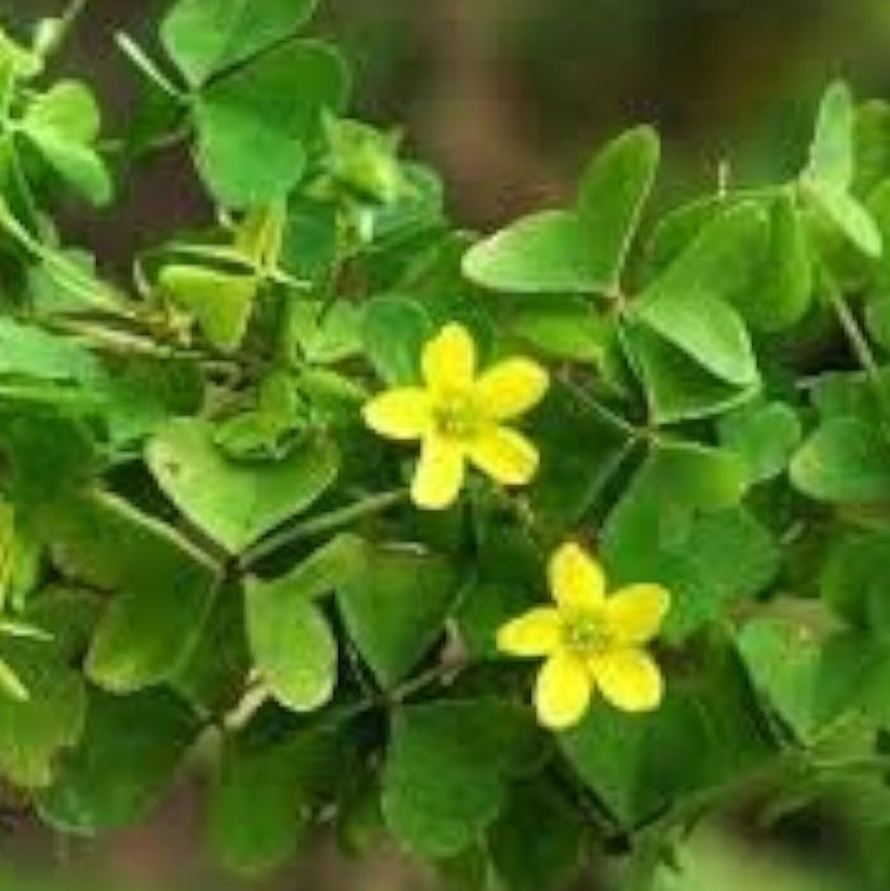 Yellow Wood Sorrel Seeds up to 50%
