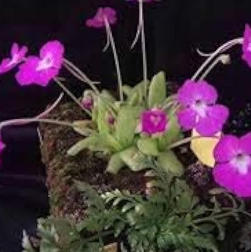 Purple Butterwort Seeds up to 50%