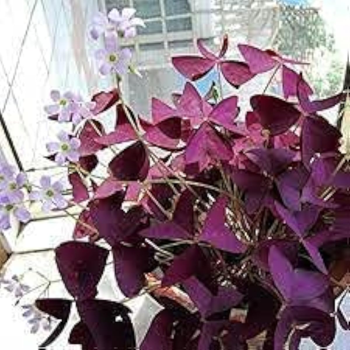 Red Wood Sorrel Seeds up to 50%