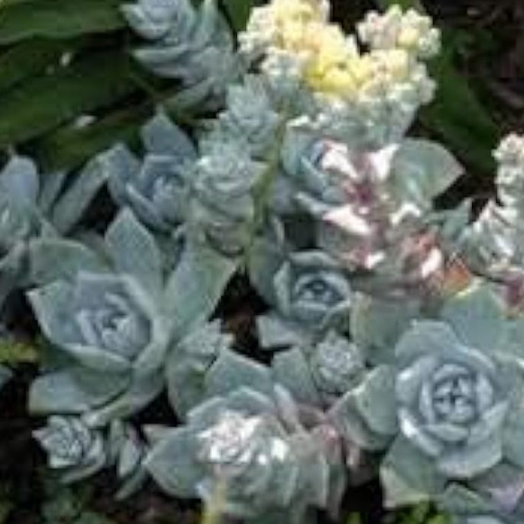 Dudleya Farinosa Plant Seeds up to 50%