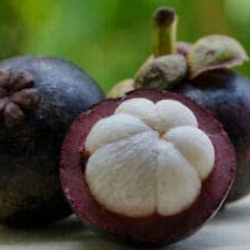 Mangosteen Tree Seeds up to 50%