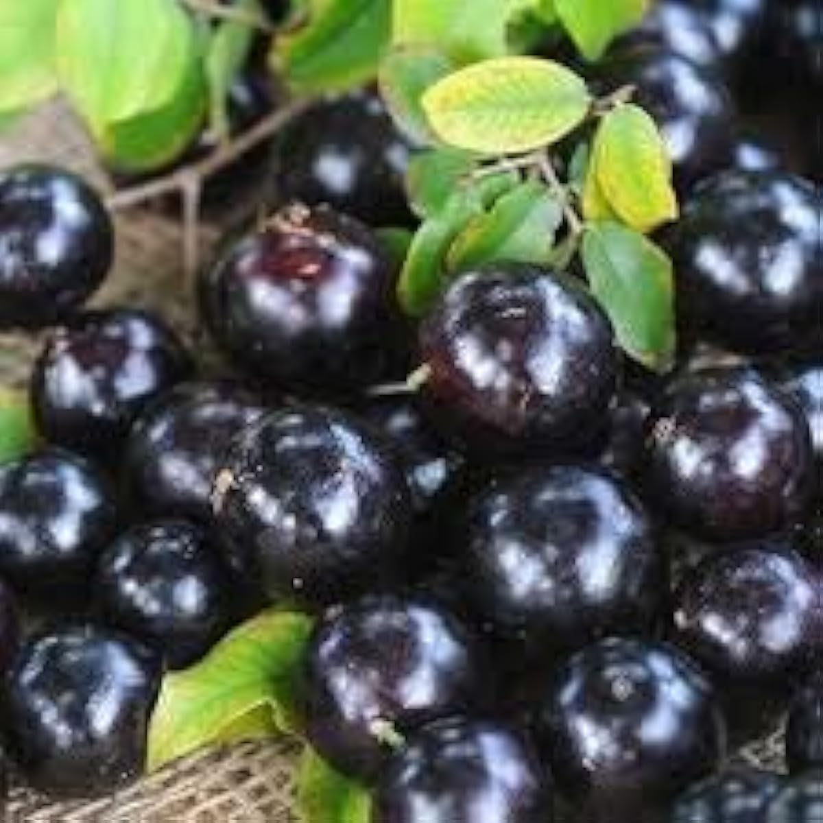 Jabuticaba Fruit Seeds up to 50%