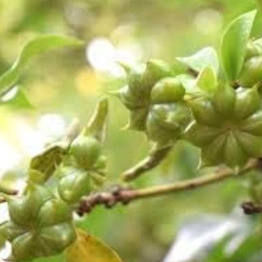 Star Anise Plant Seeds up to 50%