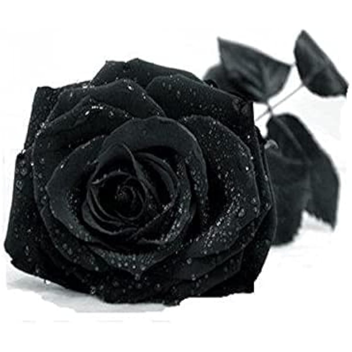 Black Rose Flower Seeds up to 50%