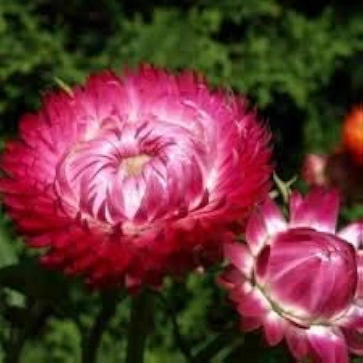 Helichrysum Bracteatum Seeds up to 50%