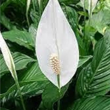 Peace Lily Indoor Plant Seeds Up to 50% Off