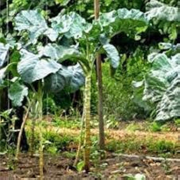 Walking Stick Kale Seeds Up to 50% Off