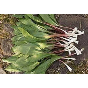 Wild Leek (Allium tricoccum) Seeds – Heirloom Ramp & Wild Onion – Up to 50%