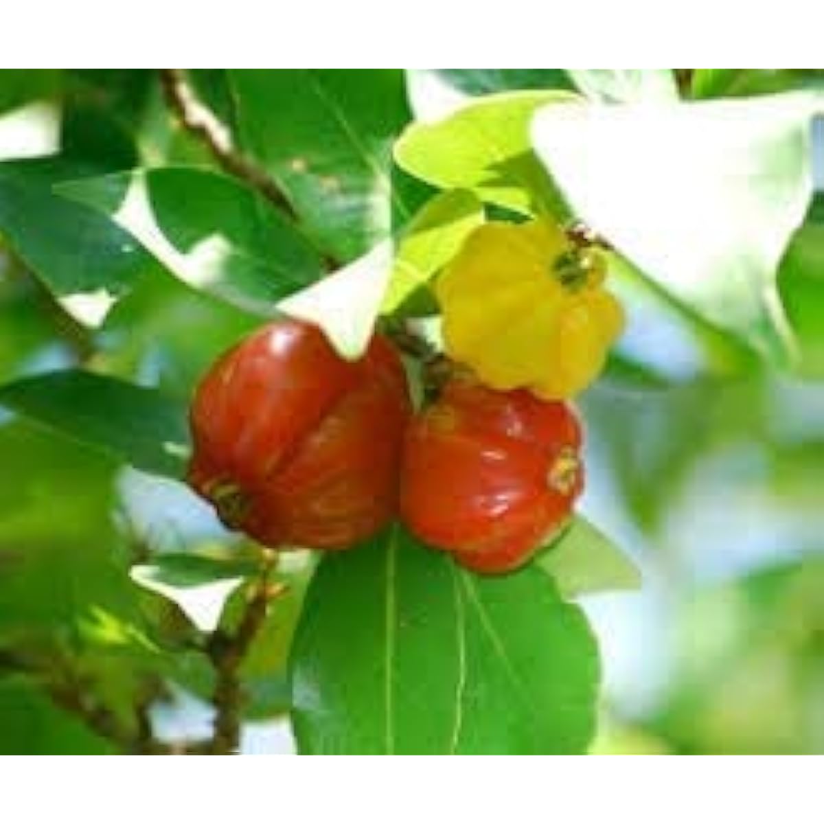 Surinam Cherry Fruit Seeds up to 50%