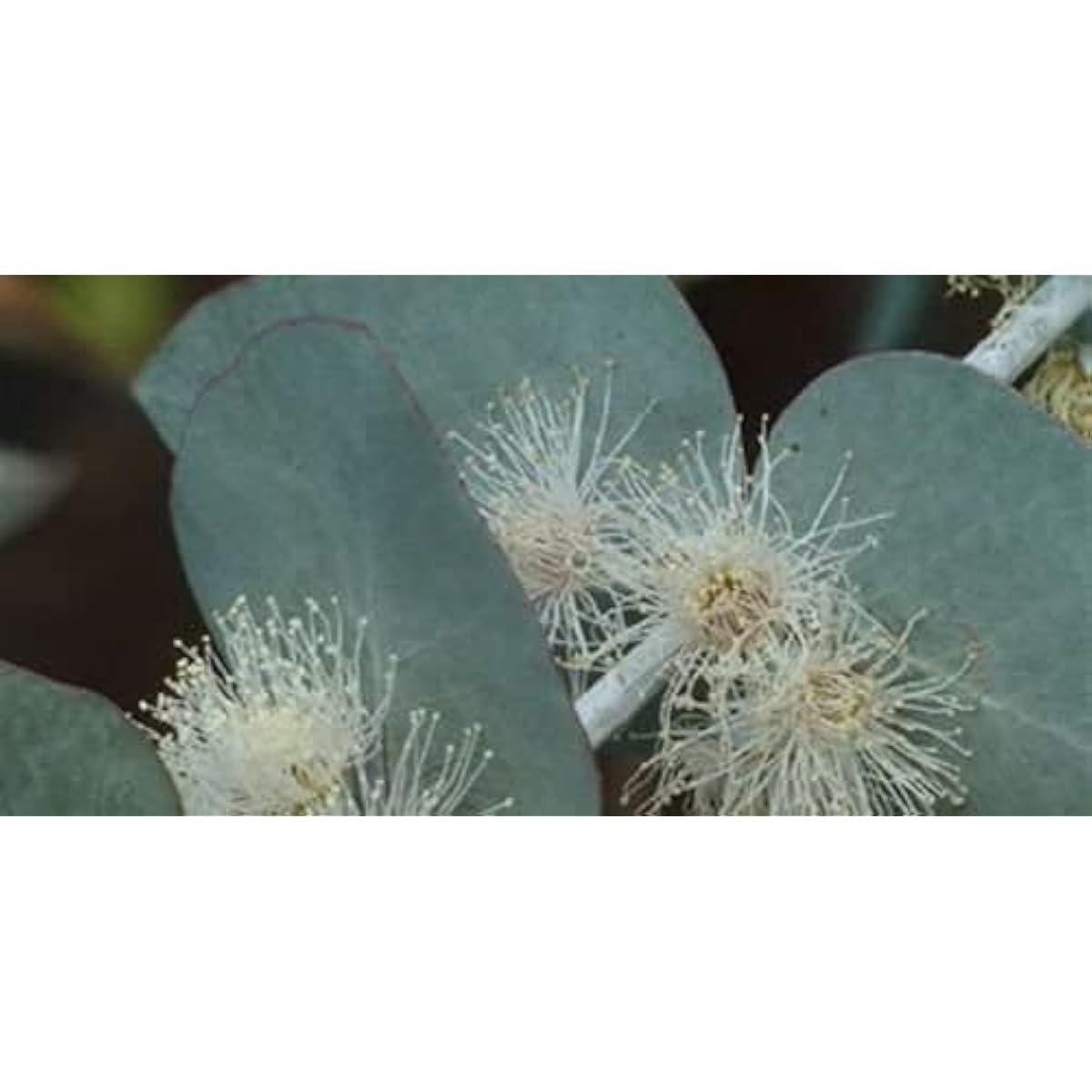 Eucalyptus cinerea (Silver Dollar) Seeds – Aromatic Perennial Tree – up to 50%