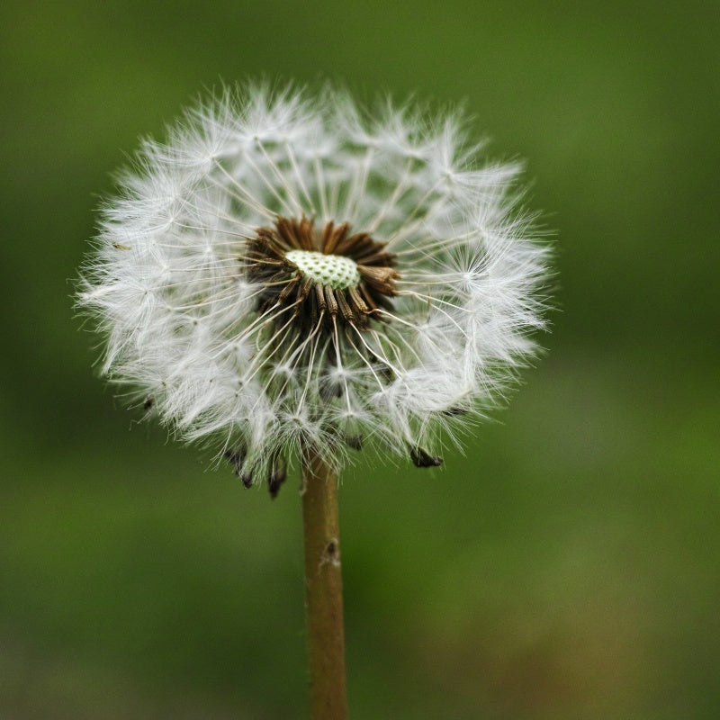 Dandelion Seeds up to 50%