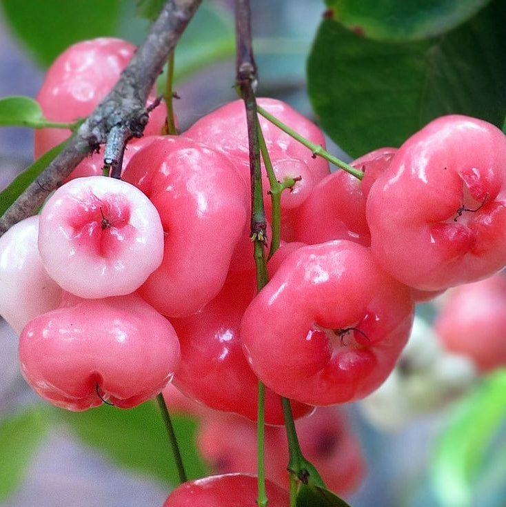 Rose Apple Fruit Seeds up to 50%