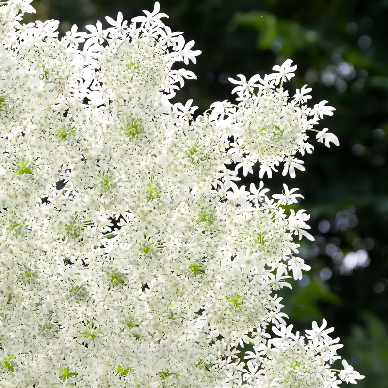 Orlaya Grandiflora White Seeds up to 50% Large Pack · 200-1000 Seeds