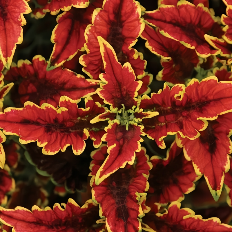 Coleus Seeds - Mix Larger Packet High Germination 1200-6000 Onsaleseeds