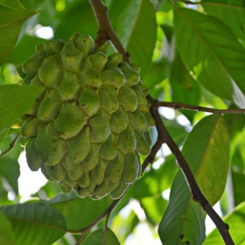 Soursop Fruit Tree Seeds up to 50%