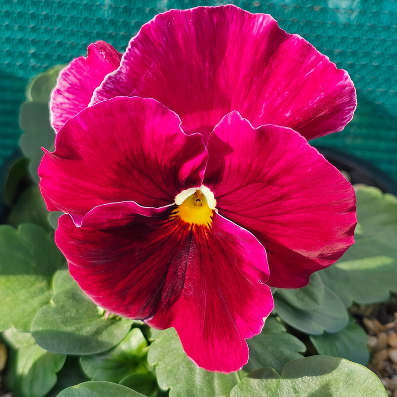 Pansy Seeds - Rose Red Larger Packet High Germination 600-3000 Onsaleseeds