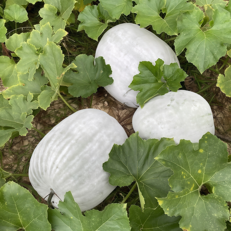 Benincasa Hispida - Off-White Larger Packet High Germination 200-1000 Onsaleseeds