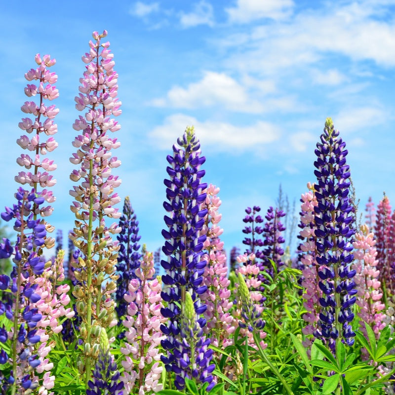 Lupine Seeds up to 50%