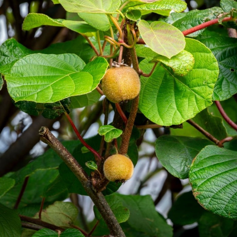 Kiwi Seeds up to 50%