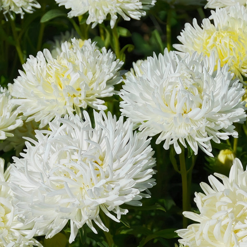 Callistephus Chinensis White Seeds up to 50%