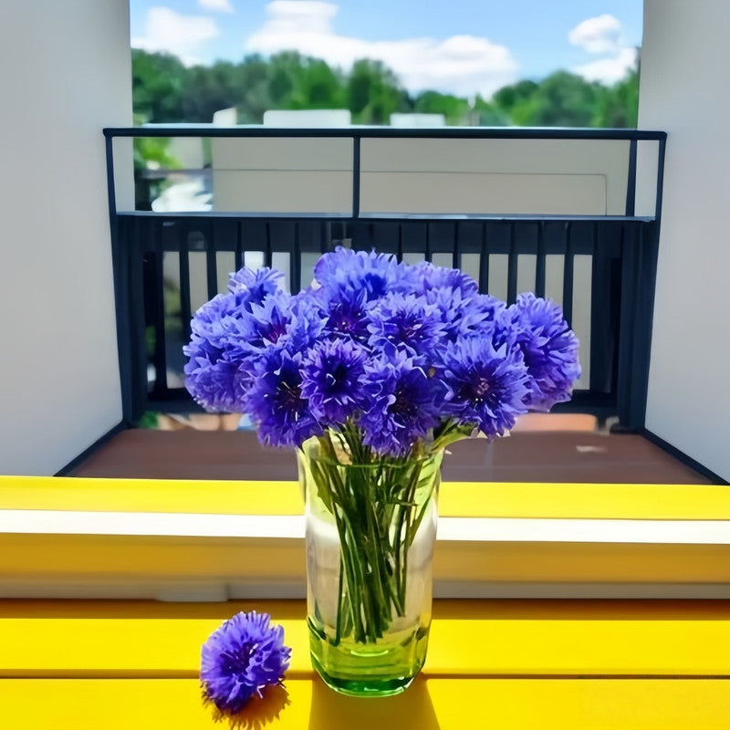 Cornflower / Bachelor Button Seeds - Blue Double Petaled Larger Packet High Germination 1000-5000 Onsaleseeds