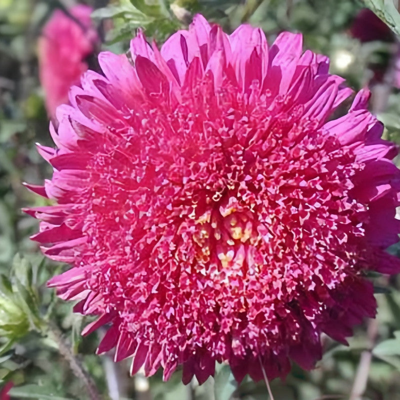 China Aster Seeds - Rose Color Larger Packet High Germination 1500-7500 Onsaleseeds