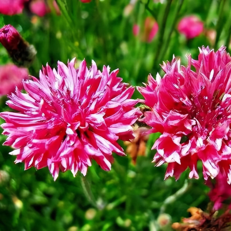 Cornflower / Bachelor Button Seeds - Red Larger Packet High Germination 1000-5000 Onsaleseeds