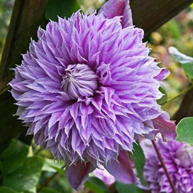 Callistephus Chinensis Seeds Rose Red up to 50%