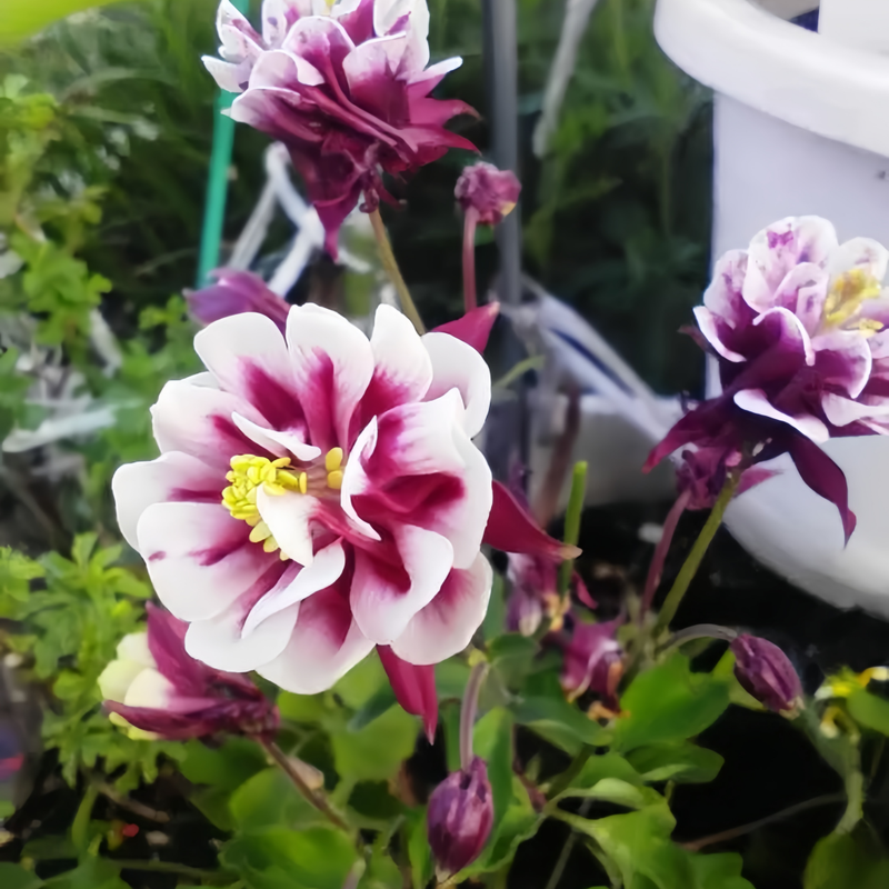 Aquilegia Seeds - Double Petaled Purple Larger Packet High Germination 2000-10000 Onsaleseeds