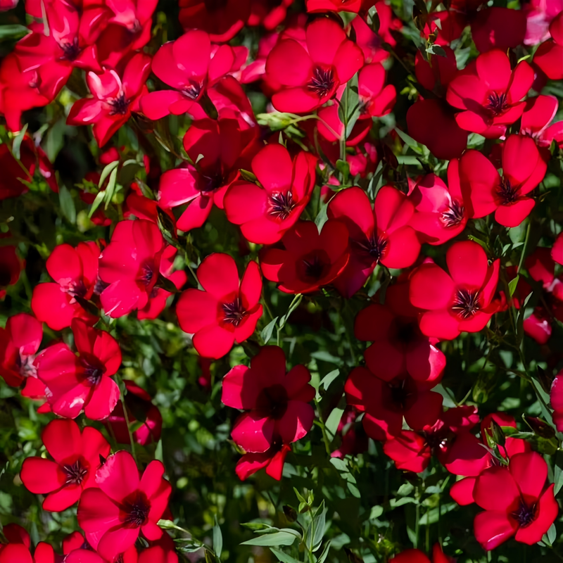 Linum Usitatissimum Red Seeds up to 50% Large Pack · 1800-9000 Seeds