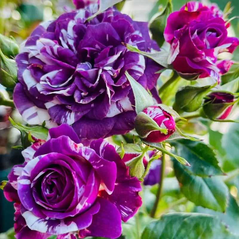 Rose “Scented Jewel up to 50%