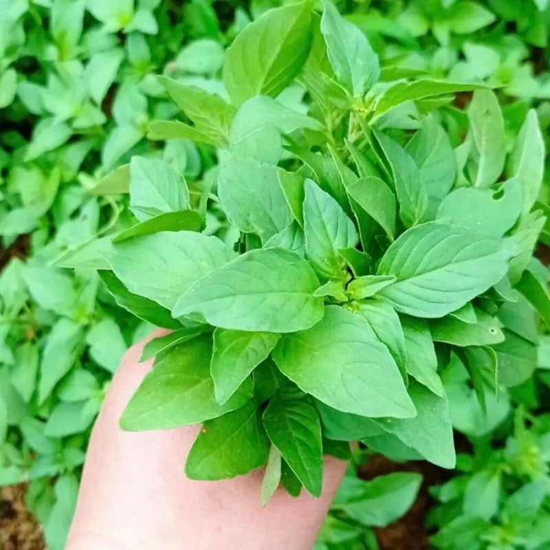 Nepeta Cataria L. Seeds - Larger Packet High Germination 5000-25000 Onsaleseeds