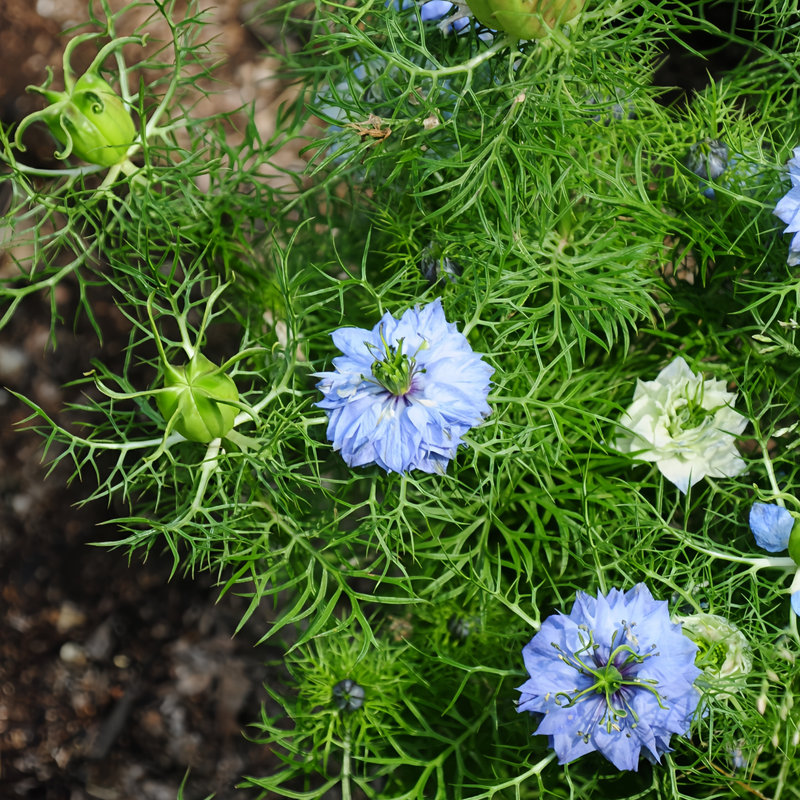 Love In A Mist Seeds - Light Purple Larger Packet High Germination 4000-20000 Onsaleseeds